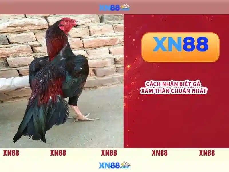 Tại sao người chơi tin tưởng xn88?\n
