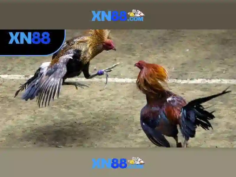 Khám phá xn88: Nền tảng cá cược trực tuyến đáng chú ý\n