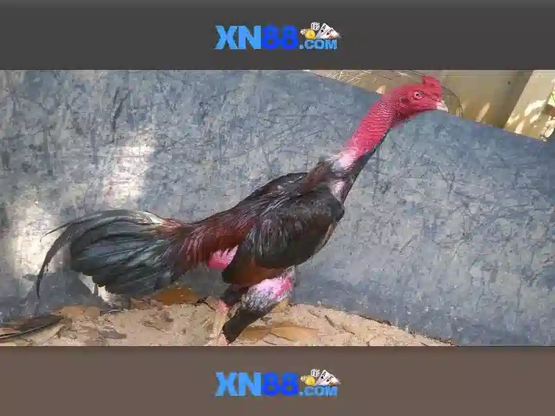 XN88: Giới thiệu nền tảng giải trí trực tuyến