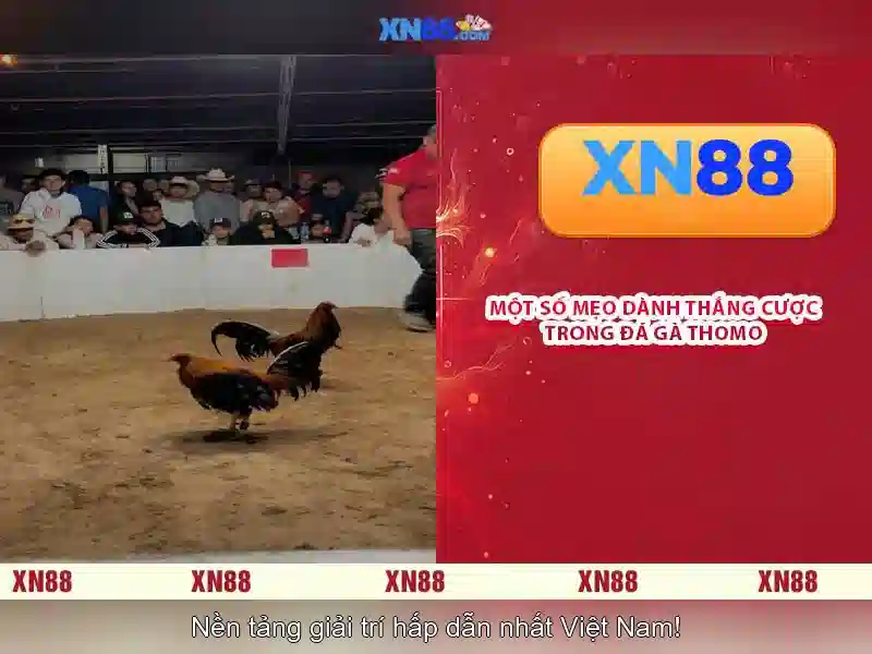 xn88 — Nền tảng chơi game và cược trực tuyến
